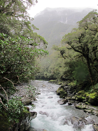 Rainforest river, Fiordland National Park, South Island, New Zealand