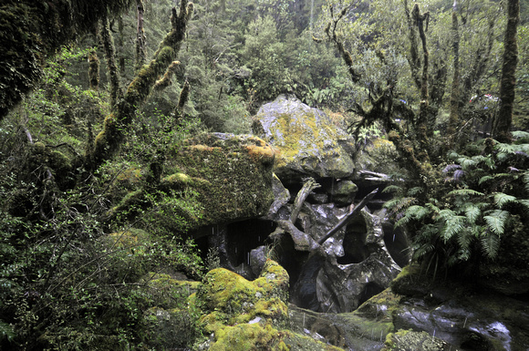 Rainforest gorge, Fiordland National Park, South Island, New Zealand