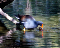Duck, Woody Pond, Harris Neck National Wildlife Refuge, Georgia Coast