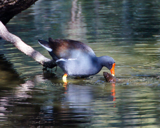 Duck, Woody Pond, Harris Neck National Wildlife Refuge, Georgia Coast
