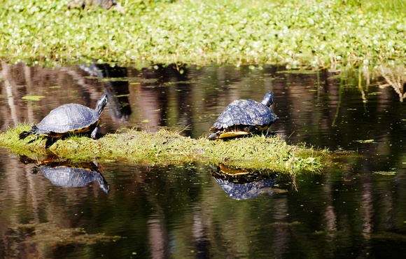 Turtles, Woody Pond, Harris Neck National Wildlife Refuge, Georgia Coast