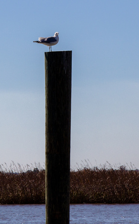 Seagull on Mooring Post, Cumberland Island, Georgia