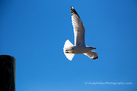 Seagull, Cumberland Sound