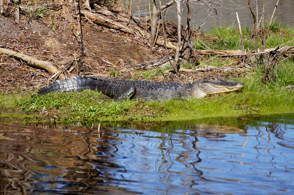 Alligator, Woody Pond, Harris Neck National Wildlife Refuge, Georgia Coast