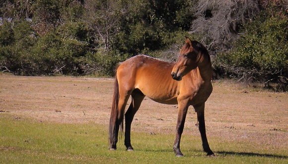 Wild Horse, Cumberland Island