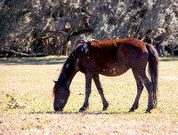 Wild horse, Cumberland Island