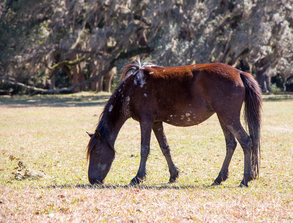 Wild horse, Cumberland Island
