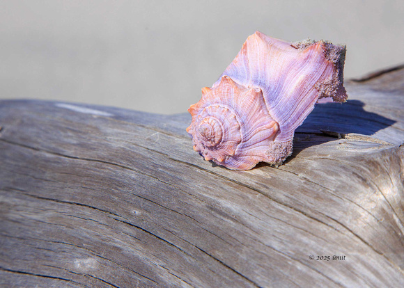 Remnants - Sapelo Island Beach - Umit Yuksel