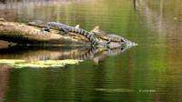 Gators on log - Jekyll Island - Umit Yuksel